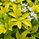 3 Choisya Sundance Shrubs, Hardy Evergreen, 9cm Pots
