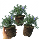 Rosemary Blue Rain Herb Plants (Set of 3 or 6)