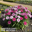 1 Large Plant - Dianthus Dart Pink Magician, Ready to Plant in Your Garden, 2L