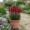 Lobelia Starship Scarlet Upright Plants (Set of 3 or 6)