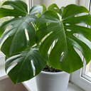Monstera Deliciosa Cheese Plants