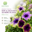 Set of 3 or 6 Petunia Amazonas Mixed Plants, 1 Litre Pots, Summer Bedding