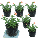 Verbena Magelana Peach Trailing Plants (Set of 3 or 6)