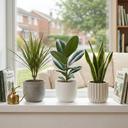 Dracaena Marginata Plant (1L Pot)