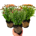 Chrysanthemum Orange Plants (Set of 3 or 6)