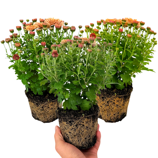 Chrysanthemum Orange – Late Summer and Autumn Colour (Set of 3 or 6)