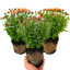 Set of 3 or 6 Large Plants -  Chrysanthemum Orange, Ready to Plant in Your Garden, Peat Free