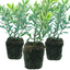 Set of 3 or 6 Large Plants - Hebe Variegata Evergreen Shrubs, Peat-Free & Garden Ready