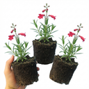 Penstemon Red Plants (Set of 3 or 6)