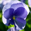 Set of 3 or 6 Large Plants - Pansy Delta Pro Clear Light Blue, Ready to Plant in Your Garden