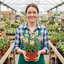 Set of 3 or 6 Erysimum Spring Feeling Hardy Perennial Wallflower Plants, Bee Friendly, Fragrant, Outdoor Garden Ready, 1 Litre / 11cm Root-Ball