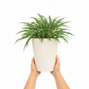 3 Litre Hosta Silly Strings Plants in Nursery Pots
