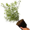 Pittosporum Atlantic Blue Plant (3L Pot)