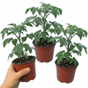 Premium Grafted Stargold Cherry Tomato Plants (Set of 3 or 6)