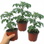 Set of 3 or 6 Premium Grafted Stargold Cherry Tomato Plants, Sweet Golden Fruit, Outdoor Garden Ready, 1L Root Ball