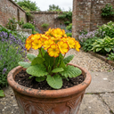 Primula Oakleaf Yellow Picotee Plants