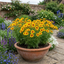Set of 3 or 6 Coreopsis Sunfire Hardy Perennial Plants, Garden Ready, Bee Friendly, Summer Flowering, 1 Litre Root Ball