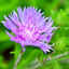 1 Large, Outdoor Garden Ready Plant - Stokesia Mel's Blue, Peat Free 3L Pot