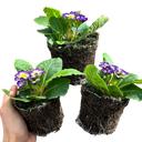 Primrose Blue Bicolour Plant