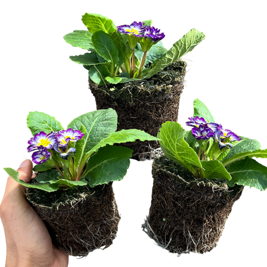 Primrose Blue Bicolour – Hardy Winter and Spring Bedding (Set of 3 or 6)
