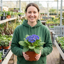Primula Oakleaf Blue Perennial Plants