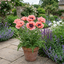 Papaver Orientale Garden Gnome Victoria Louise Plants (Set of 3 or 6)