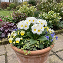 Primrose Queen White Plants (Set of 3 or 6)