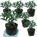 Osmanthus Burkwoodii Plants (Set of 3 or 6)
