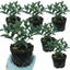 Set of 3 or 6 Osmanthus Burkwoodii Plants, Fragrant Evergreen Hedging Shrubs, Outdoor Garden Ready, White Flowers, 11cm Root-Ball