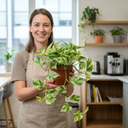 3 Trailing Pothos Live Indoor Plants