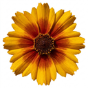 Coreopsis Uptick Gold Bronze Plants (Set of 3 or 6)