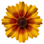 Set of 3 or 6 Coreopsis Uptick Gold Bronze Hardy Perennial Plants, Bee Friendly Summer Flowering, 1 Litre Root Ball