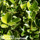 Euonymus President Gauthier Plant (2L Pot)