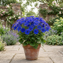 Senetti Deep Blue Plant (2L Pot)