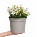 Nemesia Lady Mary Plant (5L Pot)