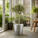 Mini Olive Tree in 1.5L Pot, 40–50cm, Nursery Pots