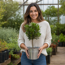 2L Bay Tree, Laurus Nobilis, Evergreen Culinary Herb, Pots