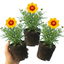 Set of 3 or 6 Coreopsis Sunfire Hardy Perennial Plants, Garden Ready, Bee Friendly, Summer Flowering, 1 Litre Root Ball