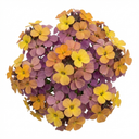Erysimum Spring Feeling Wallflower Plants (Set of 3 or 6)