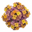 Set of 3 or 6 Erysimum Spring Feeling Hardy Perennial Wallflower Plants, Bee Friendly, Fragrant, Outdoor Garden Ready, 1 Litre / 11cm Root-Ball