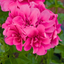 Set of 3 or 6  Large Plants - Geranium Sunflair Joscina Hot Pink, Outdoor Garden Ready