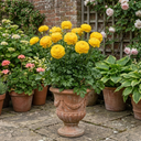 Ranunculus Vortex Golden Yellow Persian Buttercup Plants