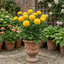 1 Ranunculus Vortex Golden Yellow Persian Buttercup Plant, Hardy Spring Flowering, 2Ltr Root-Ball
