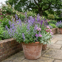 Nepeta Faassenii Catmint Plants (Set of 3 or 6)