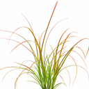 3 Carex Prairie Fire Plants, 9cm Pots, Autumn Garden