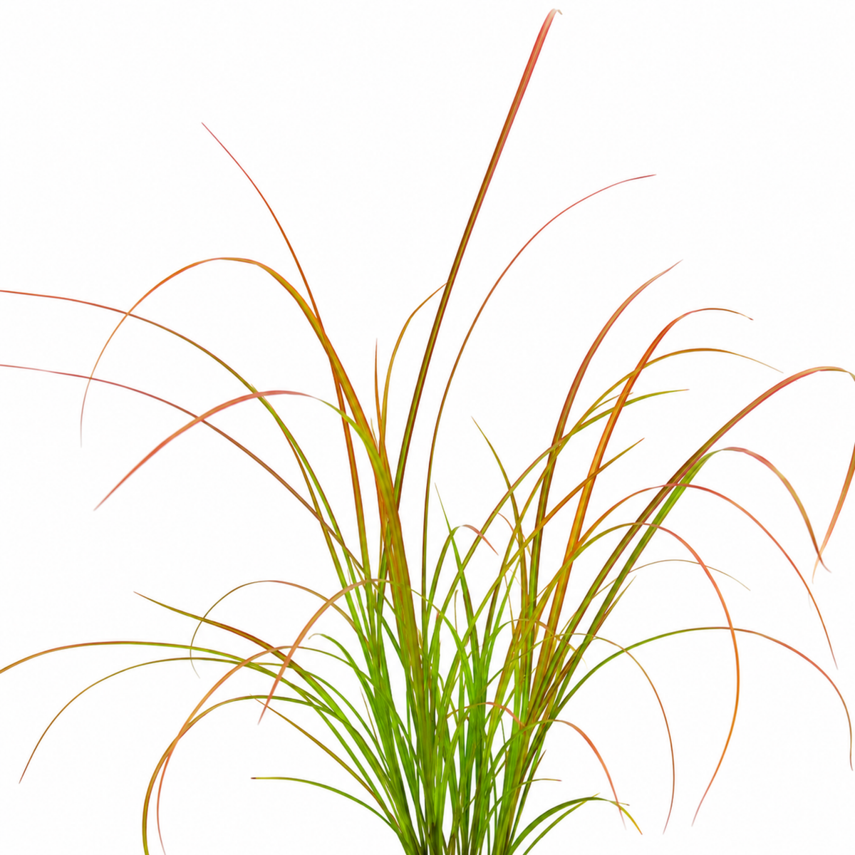 Carex testacea 'Prairie Fire' (Orange Sedge) – Evergreen Ornamental Grass (3 x 9cm Pots)