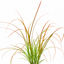 3 Carex Prairie Fire Plants, 9cm Pots, Autumn Garden