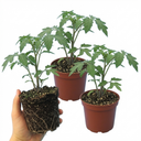 Tomato Brandy Boy Variety Plants (Set of 3 or 6)
