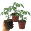 Set of 3 or 6 Large Plants - Tomato Brandy Boy Variety, Ready to Plant in Your Garden