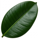 Ficus Robusta Rubber Plants